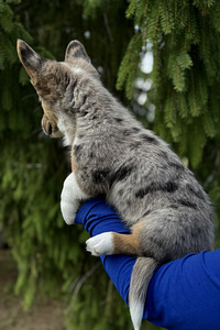 Welsh Corgi Cardigan (7 foto / 9)