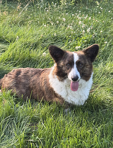 Welsh Corgi Cardigan (8 foto / 9)