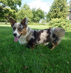 Welsh Corgi Cardigan (9 foto / 9)
