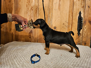 Щенки цвергпинчера (Zwergpinscher, Miniature Pinscher) (8 фото из 10)