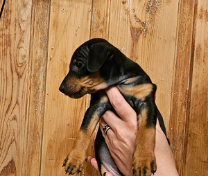 Щенки цвергпинчера (Zwergpinscher, Miniature Pinscher) (7 фото из 10)