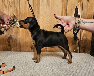 Щенки цвергпинчера (Zwergpinscher, Miniature Pinscher) (2 фото из 10)