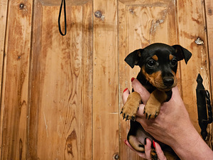Щенки цвергпинчера (Zwergpinscher, Miniature Pinscher) (3 фото из 10)