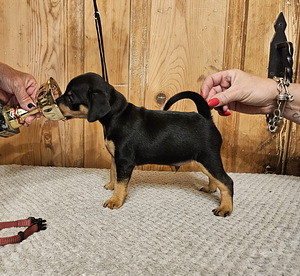 Щенки цвергпинчера (Zwergpinscher, Miniature Pinscher) (6 фото из 10)