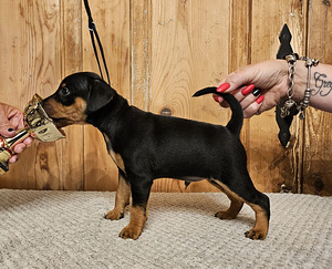 Щенки цвергпинчера (Zwergpinscher, Miniature Pinscher) (4 фото из 10)