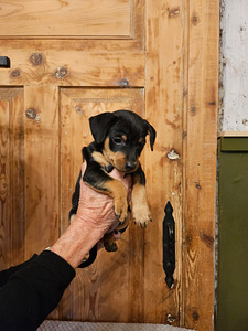 Щенки цвергпинчера (Zwergpinscher, Miniature Pinscher) (5 фото из 10)