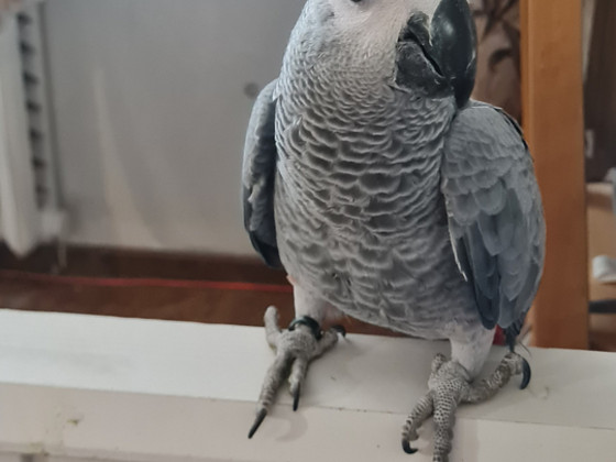 Jako