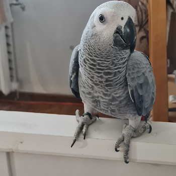 Jako