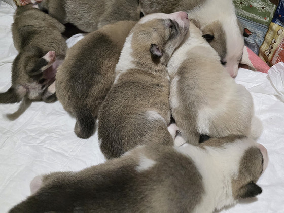 Siberi laika kutsikad