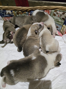 Siberi laika kutsikad (1 foto / 9)