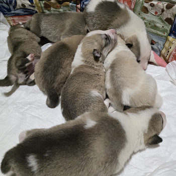 Siberi laika kutsikad