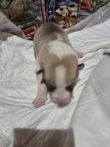 Siberi laika kutsikad (2 foto / 9)