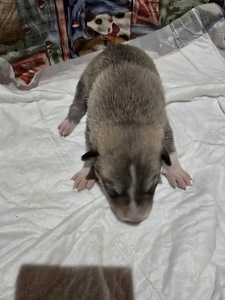 Siberi laika kutsikad (3 foto / 9)