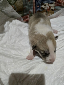 Siberi laika kutsikad (4 foto / 9)