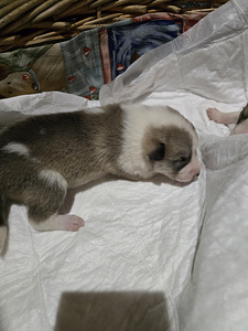 Siberi laika kutsikad (5 foto / 9)