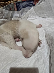 Siberi laika kutsikad (7 foto / 9)
