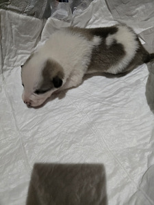 Siberi laika kutsikad (8 foto / 9)