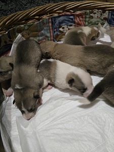 Siberi laika kutsikad (6 foto / 9)