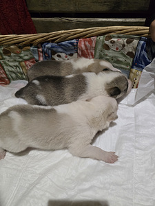 Siberi laika kutsikad (9 foto / 9)