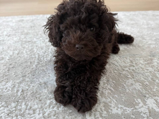 Toy poodle