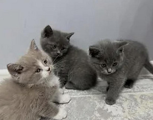 Котята (1 фото из 1)