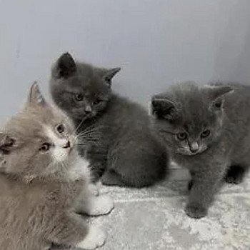 Котята