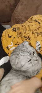 Syli kissa (1 valokuva sivusta 2)
