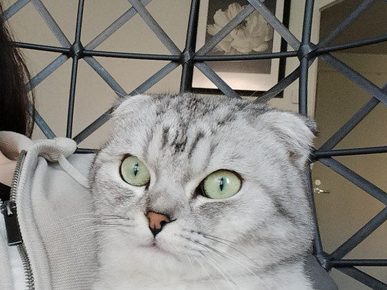 Syli kissa