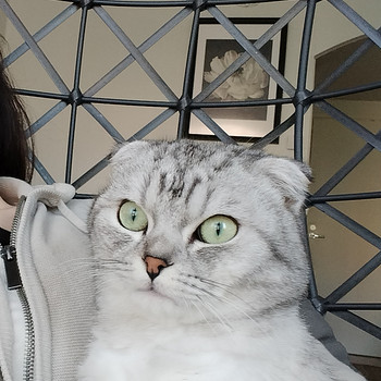 Syli kissa
