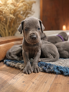 Vacu dog (3 foto no 7)