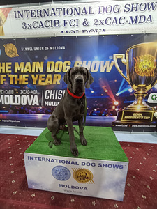 Vacu dog (4 foto no 7)