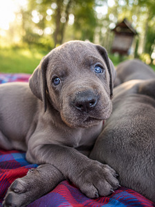 Vacu dog (5 foto no 7)