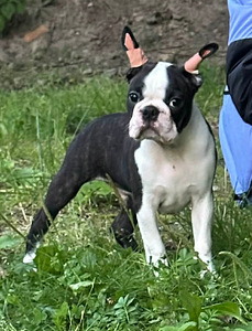 Bostoni terjeri isane kutsikat (1 foto / 5)