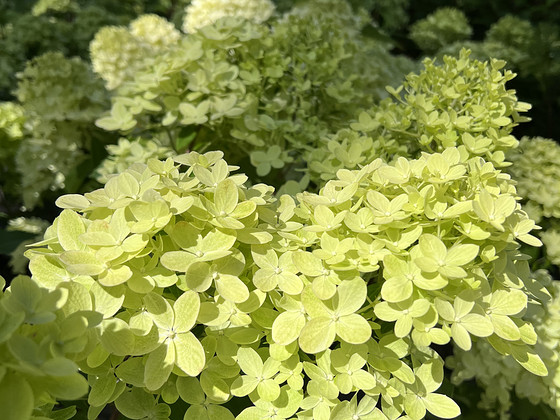 Aedhortensia Graffiti ja Skyfall