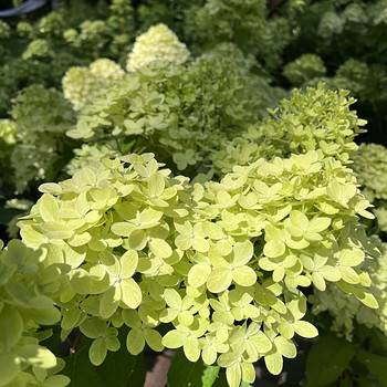 Aedhortensia Graffiti ja Skyfall