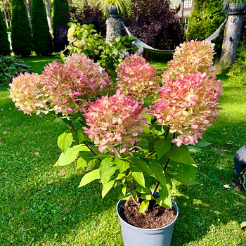 Aedhortensia Graffiti ja Skyfall