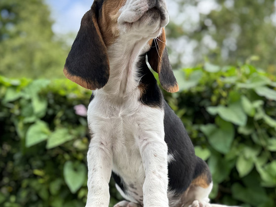 Beagle