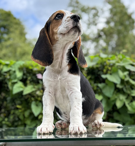 Beagle (1 foto / 10)