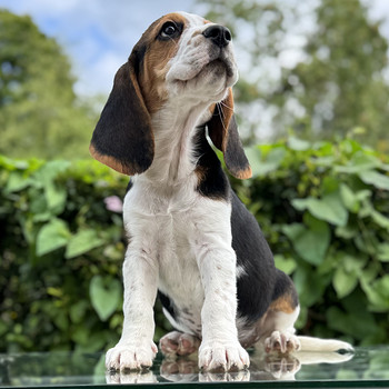 Beagle