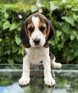 Beagle (2 foto / 10)