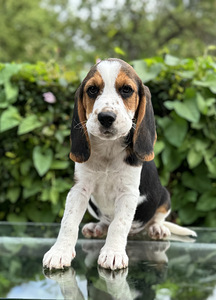 Beagle (3 foto / 10)
