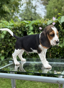 Beagle (4 foto / 10)