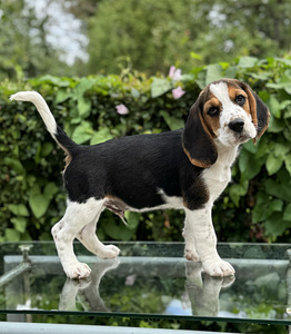 Beagle (5 foto / 10)