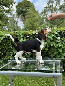 Beagle (6 foto / 10)