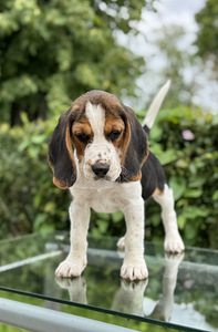 Beagle (7 foto / 10)