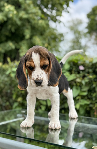 Beagle (8 foto / 10)