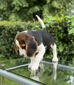 Beagle (9 foto / 10)