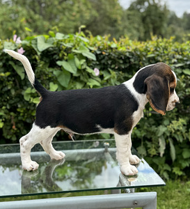 Beagle (10 foto / 10)