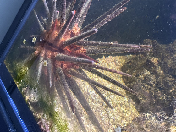 Merisiil Diadema sp.