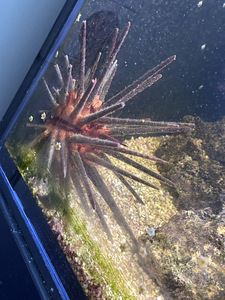 Merisiil Diadema sp. (1 foto / 2)
